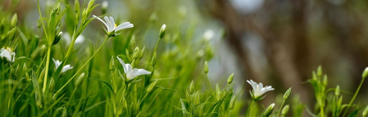 Marcel Münch - Garten- und Hausmeisterservice